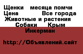 Щенки 4 месяца-помчи › Цена ­ 5 000 - Все города Животные и растения » Собаки   . Крым,Инкерман